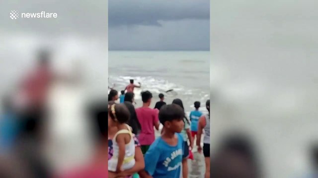 Five beached pilot whales rescued after being blow off course by storm in the Philippines