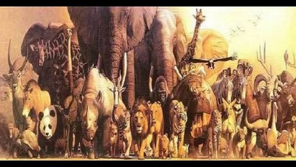 Buffalo preotest his cub from lion Wildlife (EWC)