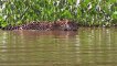 Crocodile is King Swamp Crocodile vs Leopard, Elephant Protect Baby From Crocodile Hunting (EWC)