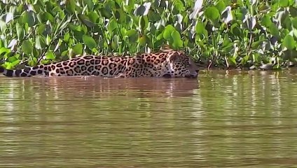 Crocodile is King Swamp Crocodile vs Leopard, Elephant Protect Baby From Crocodile Hunting (EWC)