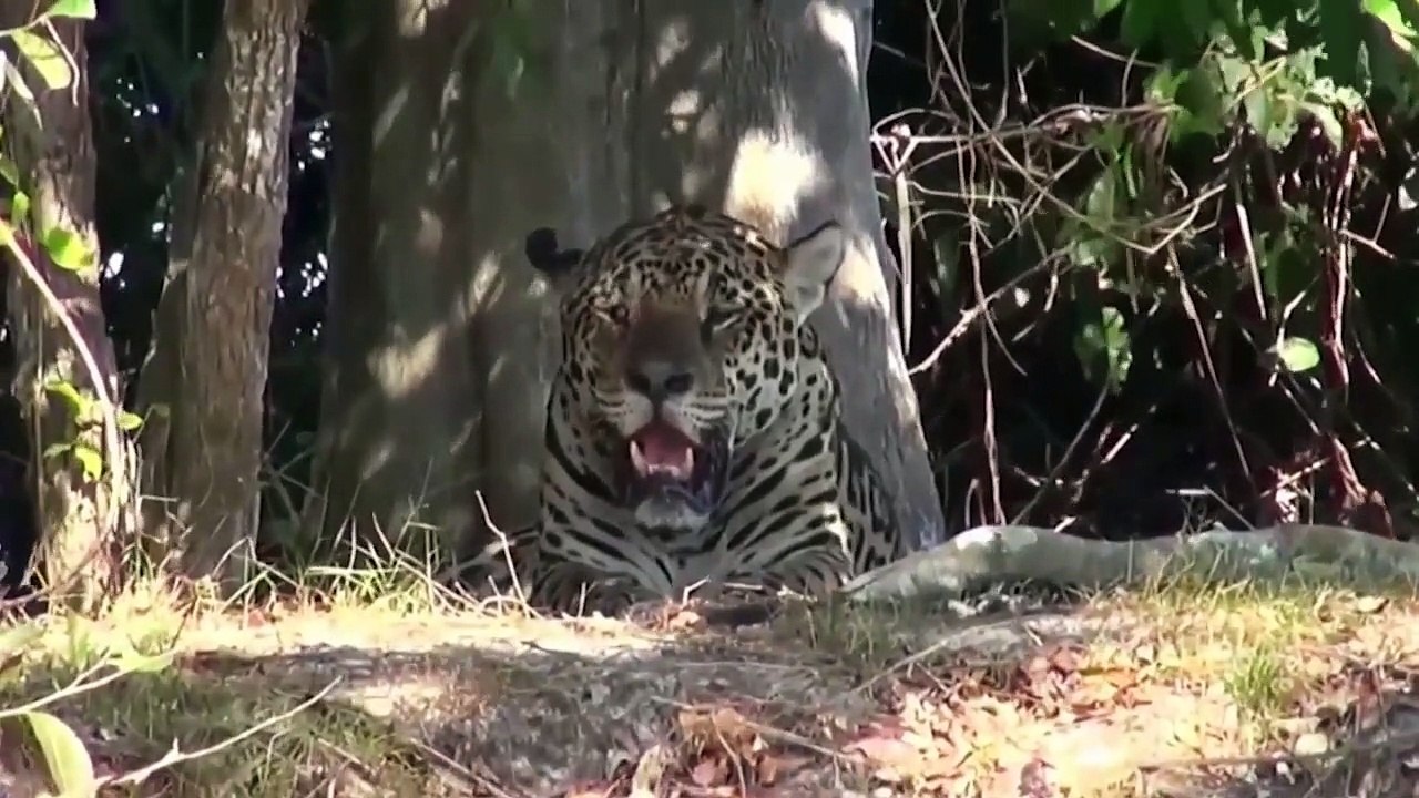 Crocodile vs lion (Explore Wild Creatures)