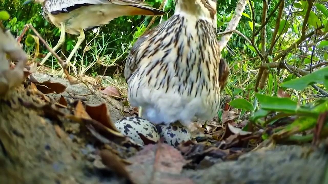 Deer vs stage(Explore Wild Creatures)