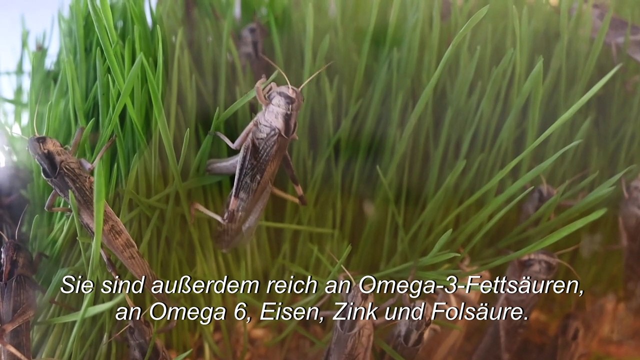 Start-up will Heuschrecken auf den Teller bringen