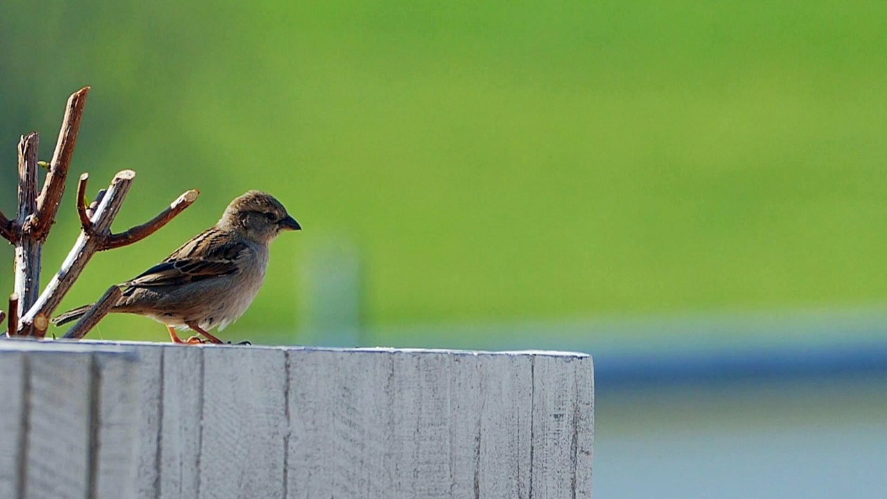 Sparrow - 38521