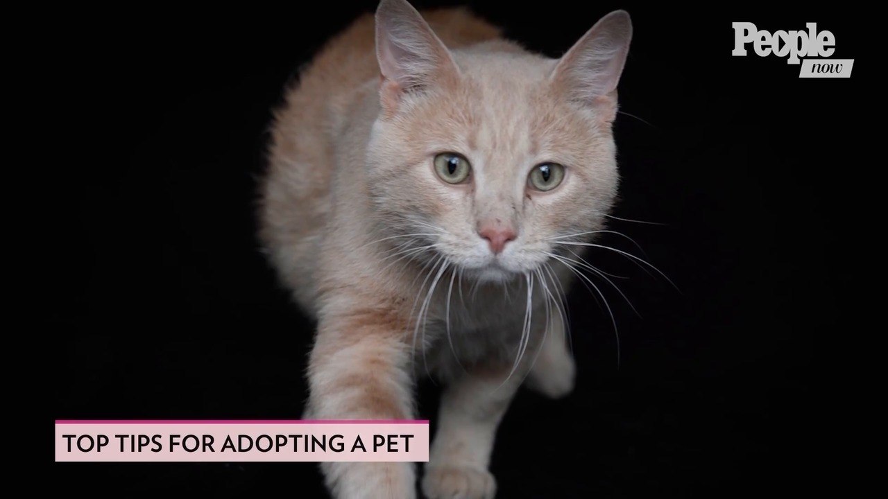 Clear the Shelters Has Made August the Perfect Month to Adopt a Rescue Pup