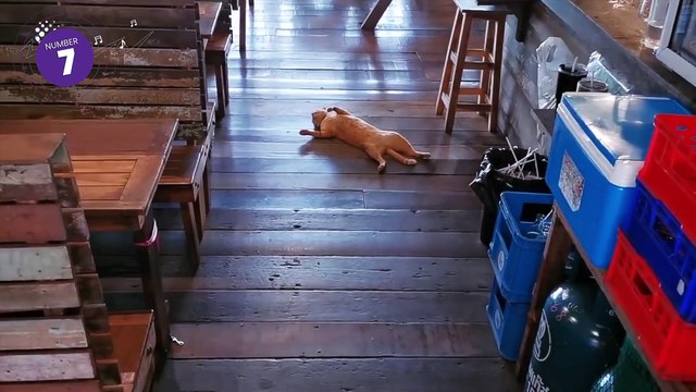 École des chats, marmottes et autres animaux