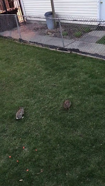 Bunnies Play Leap Frog in Backyard