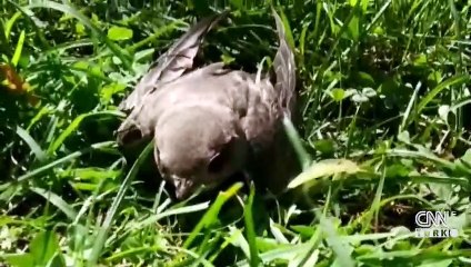 Son Dakika: Ebabil kuşu için seferber oldular | Video