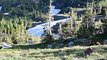 Grizzly Bear Hunting Mountain Goats in Glacier National Park