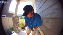 Protective Birds Guarding Nest Swoop at Door Salesman