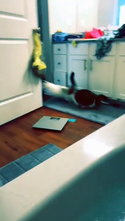 How to Scare Your Cat