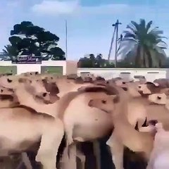 Calculate How Many Camels Can Survive Several Days Without Water 🐪