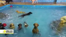 Ce chien se demande ce qu'il fait dans l'eau et c'est très drôle