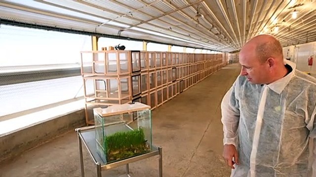 ¿Quiere comer más proteínas? Pruebe a incluir saltamontes en la dieta