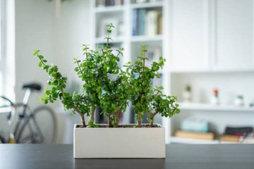 Indoor Plants to Liven Up Your Kitchen Space