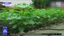 [이슈톡] 중국 홍수에 등장한 지렁이떼 '대이동'
