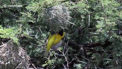 A busy breeding colony of beautiful lesser masked weavers in South Africa