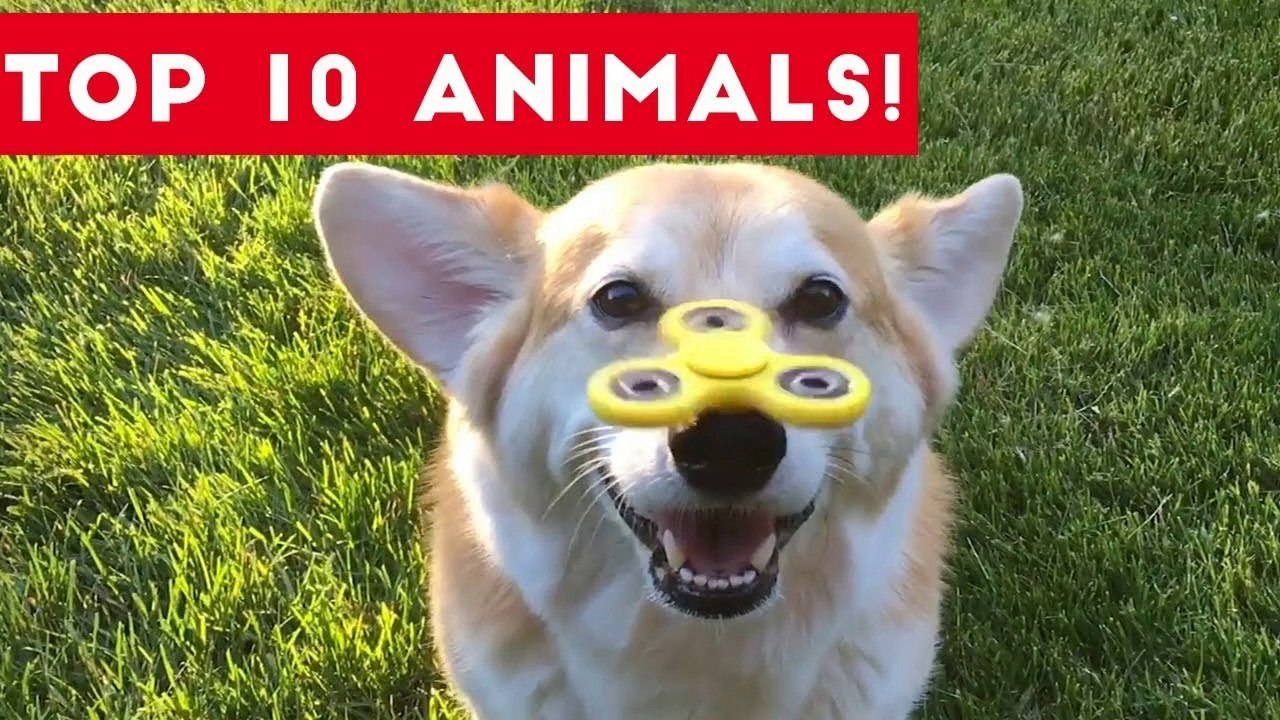Top Ten Funny_Cute Pet Videos of August Part 1