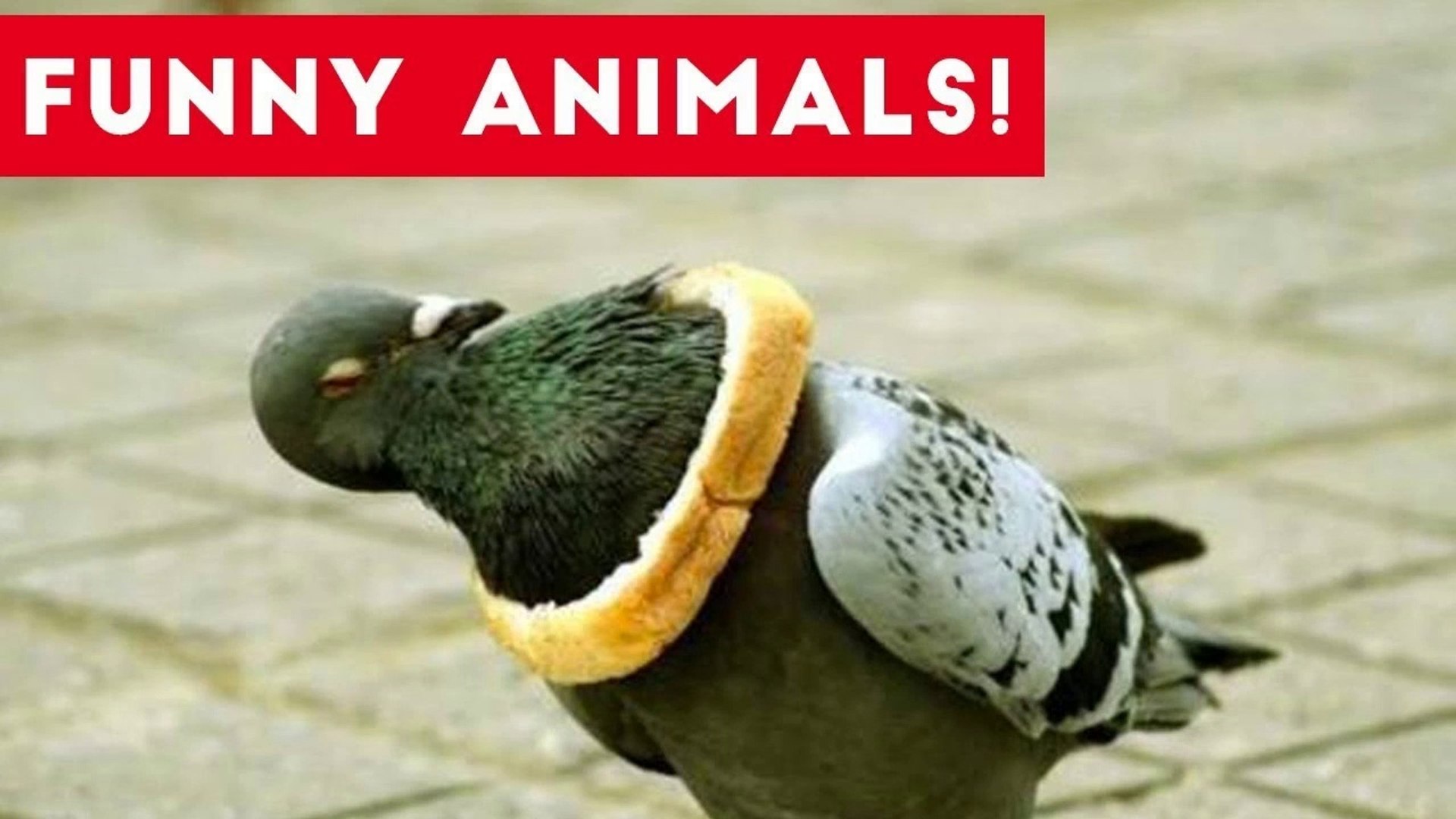 ⁣Funniest Pets of the Week Compilation August 2017 _ Funny Pet Videos