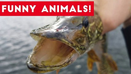 Funniest Pets of the Week Compilation August 2017 _ Funny Pet Videos