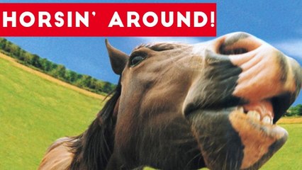 Top Funniest Horse Videos of 2017 Weekly Compilation _ Funny Pet Videos