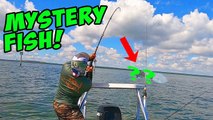 MYSTERY FISH Screams Drag Shark Fishing! Little Girl Catches Shark!