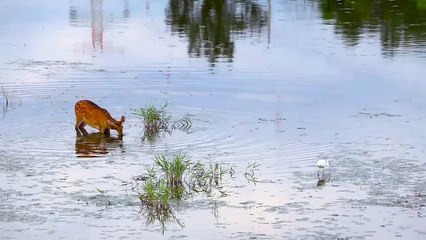 Deer Unknown Facts | DEER