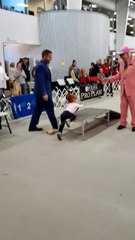 Toddler Uses Dog Ramp as Slide at Dog Show