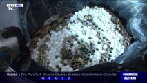 Profitant des fortes chaleurs, les nids de guêpes prolifèrent cet été