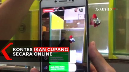 Download Video: Kontes Ikan Cupang Secara Online di Masa Pandemi Covid-19