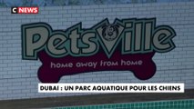 A Dubaï, un parc aquatique pour chiens fait le plein