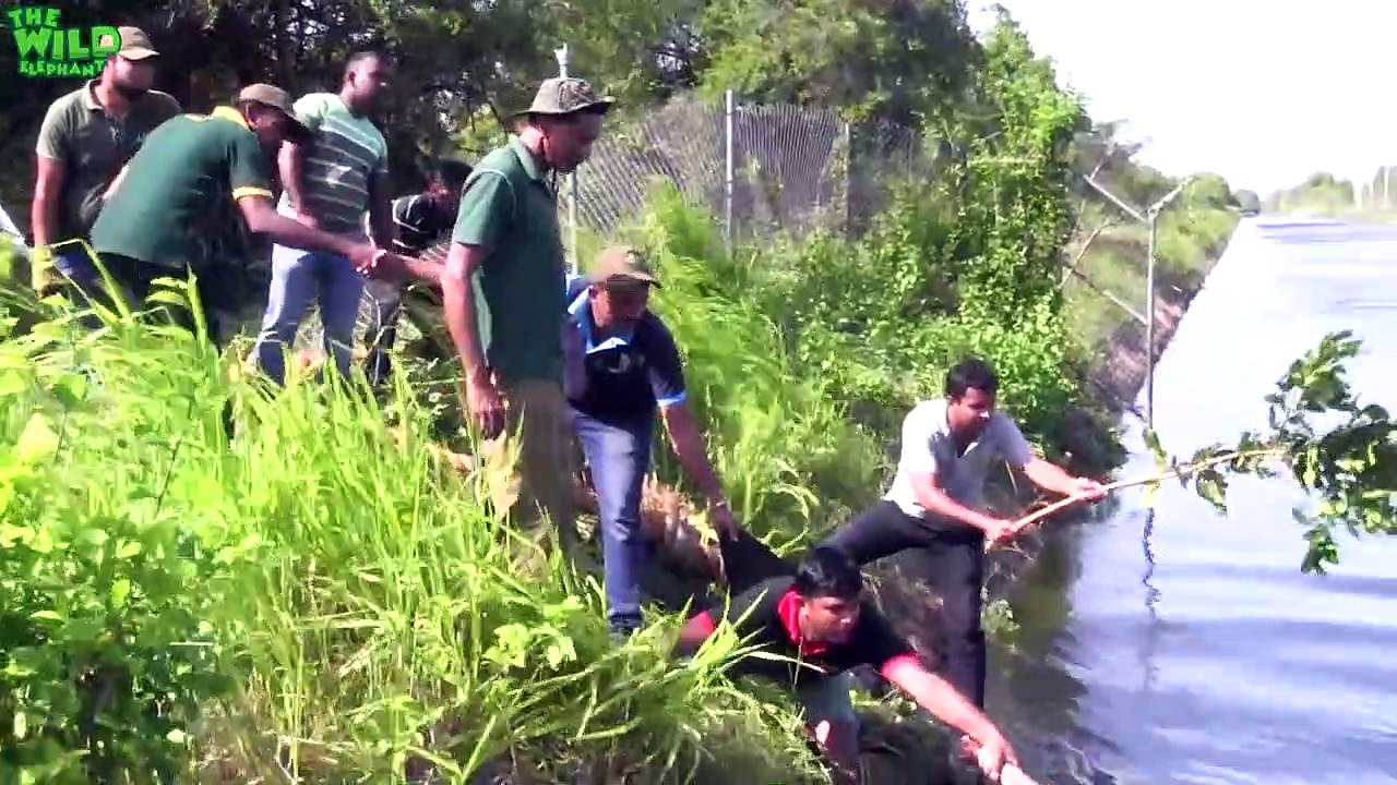 Faith in Humanity restored. An elephant stucked by a canal saved by humans
