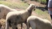 Sheep Attacks man for Disturbing Them While Grazing