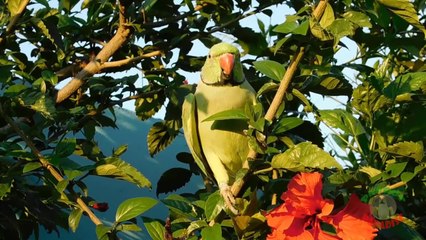 Parrot Calling Sounds