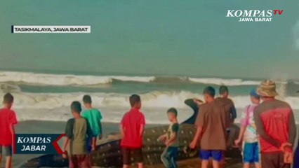 Malang Nian Nasib Hiu Tutul Ini