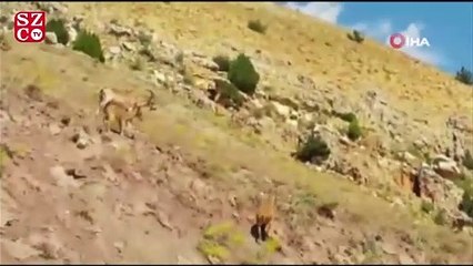 Tuz için yola inen dağ keçileri görüntülendi, yetkililer uyardı