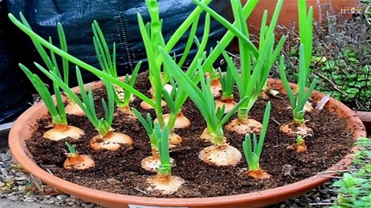 Top 8 easy to grow vegetable plants and seeds for beginners