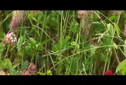 Westervelt Wildlife Wisdom, Annual clovers