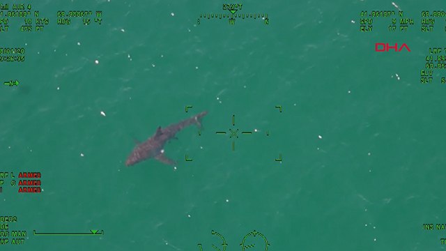 ABD'de sahilde köpekbalığı paniği