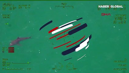 Sahilde köpekbalığı paniği