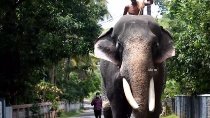Elephant Run With Trainer