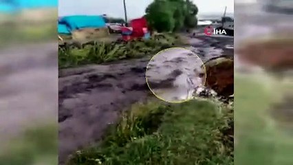 Sele kapılan dananın sürüklenme anı kameralara yansıdı