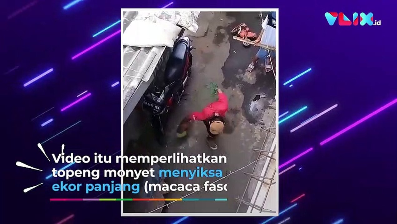 Heboh Monyet Disiksa Abang Topeng Monyet di Jakarta Timur