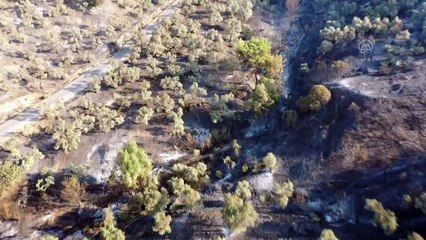 Zeytin ve incir ağaçlarının bulunduğu alanda çıkan yangın kontrol altına alındı - AYDIN