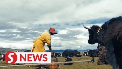 Modern dairy industry helps increase Tibetan herdsmen's income