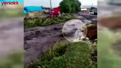 Saniye saniye görüntülendi! Sele kapılan dana yüzlerce metre sürüklendi