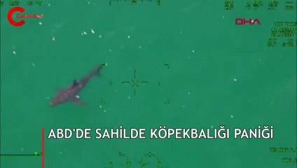 ABD'de sahilde köpekbalığı paniği