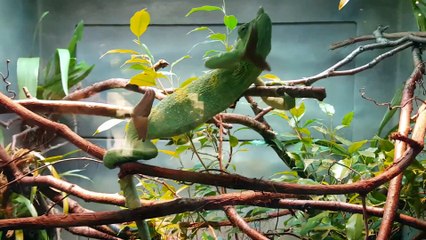 Swagger Music ____Nature Creatures Chamelone, Spider And Parrot......