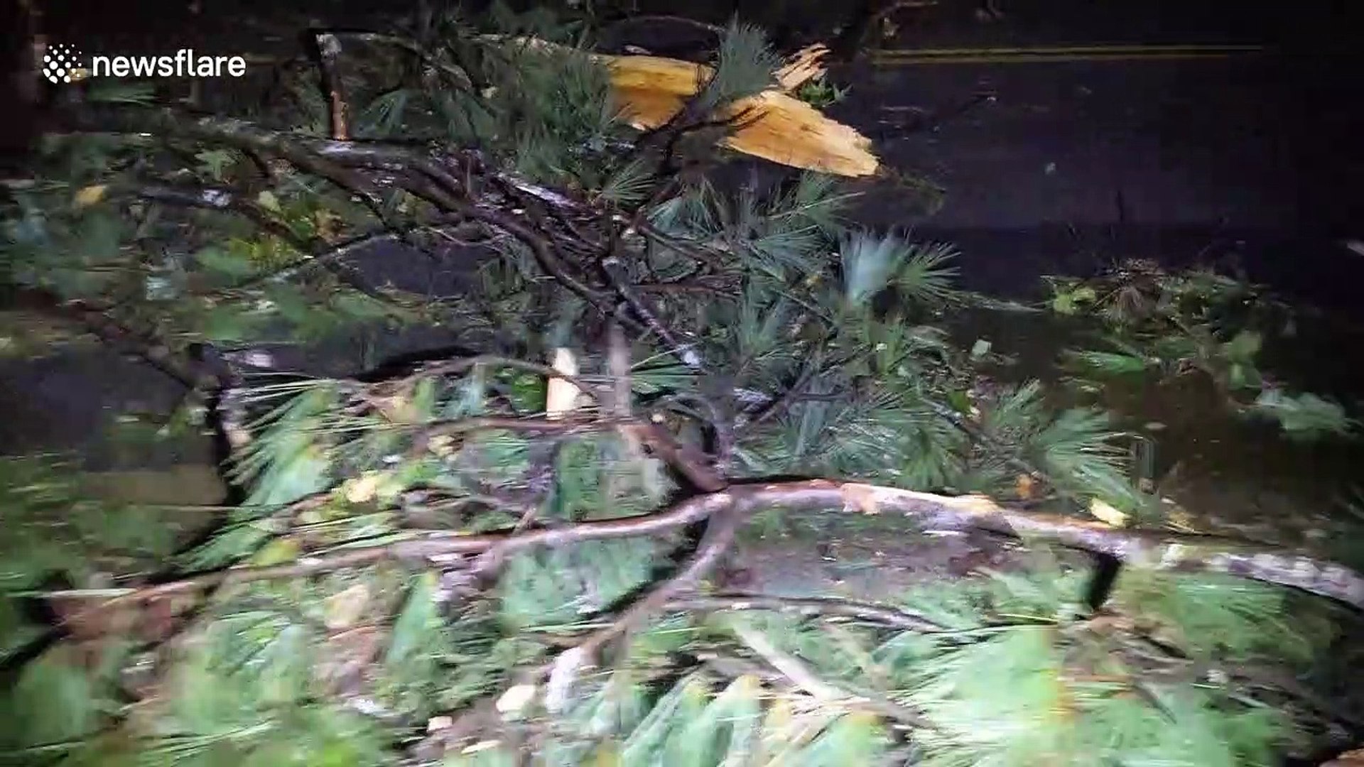 ⁣Trees are scattered across road as tornado rips through Suffolk, Virginia