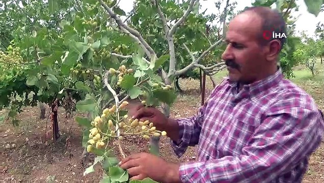 ’Yeşil altın’ üreticinin yüzünü güldürüyor